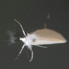 Tipanaea patulella at Casey, ACT - 10 Mar 2024 03:35 PM