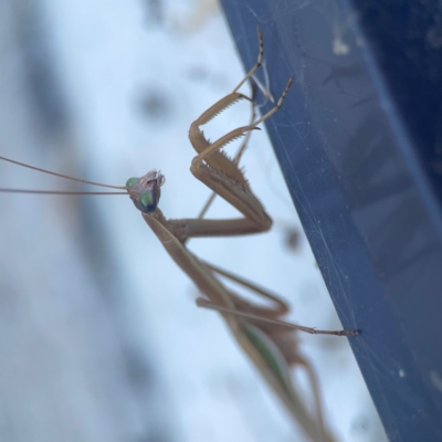 Tenodera australasiae (Purple-winged mantid) at Casey, ACT - 10 Mar 2024 by Hejor1