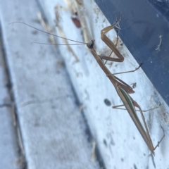 Tenodera australasiae at Casey, ACT - 10 Mar 2024 03:37 PM