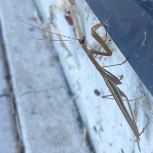 Tenodera australasiae at Casey, ACT - 10 Mar 2024 03:37 PM