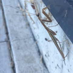 Tenodera australasiae at Casey, ACT - 10 Mar 2024