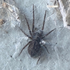 Badumna sp. (genus) (Lattice-web spider) at Casey, ACT - 10 Mar 2024 by Hejor1
