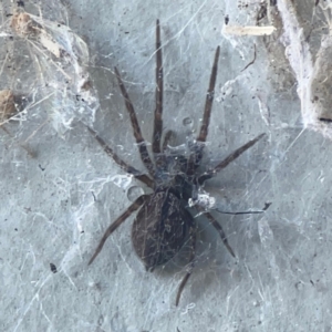 Badumna sp. (genus) at Casey, ACT - 10 Mar 2024 03:39 PM