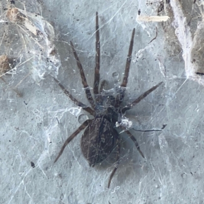 Badumna (genus) (Lattice-web spider) at Casey, ACT - 10 Mar 2024 by Hejor1