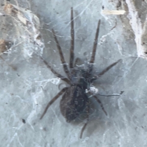 Badumna sp. (genus) at Casey, ACT - 10 Mar 2024 03:39 PM