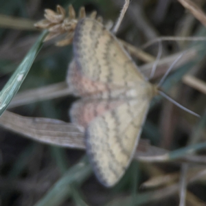 Scopula rubraria at Casey, ACT - 10 Mar 2024 03:44 PM