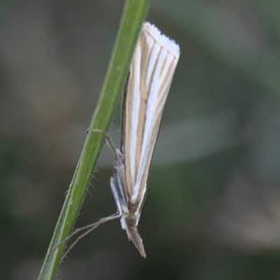 Hednota species near grammellus (Pyralid or snout moth) at Casey, ACT - 10 Mar 2024 by Hejor1