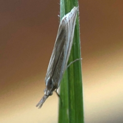 Hednota species near grammellus at Casey, ACT - 10 Mar 2024