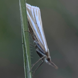 Hednota species near grammellus at Casey, ACT - 10 Mar 2024