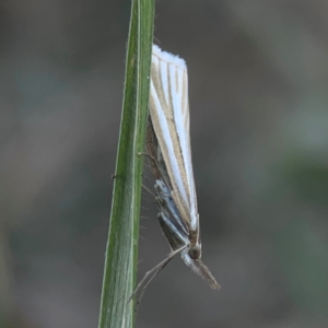 Hednota species near grammellus at Casey, ACT - 10 Mar 2024