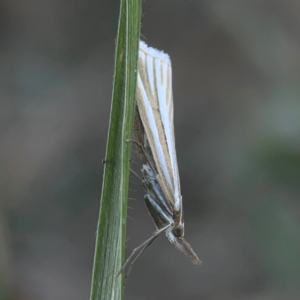 Hednota species near grammellus at Casey, ACT - 10 Mar 2024 03:45 PM