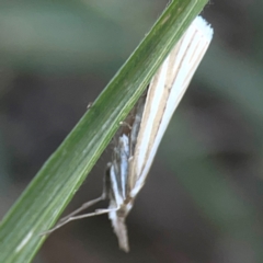 Hednota species near grammellus at Casey, ACT - 10 Mar 2024