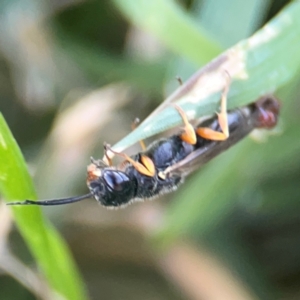 Thynninae (subfamily) at Casey, ACT - 10 Mar 2024 03:46 PM