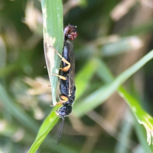 Thynninae (subfamily) at Casey, ACT - 10 Mar 2024 03:46 PM