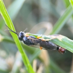 Thynninae (subfamily) at Casey, ACT - 10 Mar 2024 03:46 PM