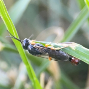 Thynninae (subfamily) at Casey, ACT - 10 Mar 2024 03:46 PM