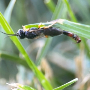 Thynninae (subfamily) at Casey, ACT - 10 Mar 2024 03:46 PM