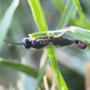 Thynninae (subfamily) at Casey, ACT - 10 Mar 2024 03:46 PM