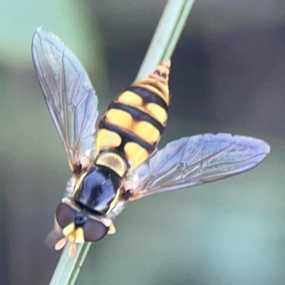 Simosyrphus grandicornis (Common hover fly) at Casey, ACT - 10 Mar 2024 by Hejor1