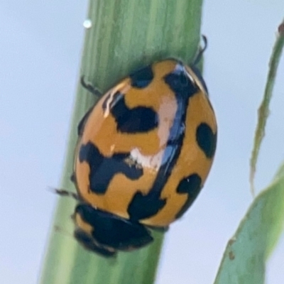 Coccinella transversalis (Transverse Ladybird) at Casey, ACT - 10 Mar 2024 by Hejor1