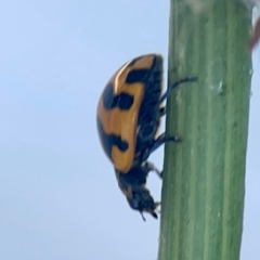 Coccinella transversalis at Casey, ACT - 10 Mar 2024