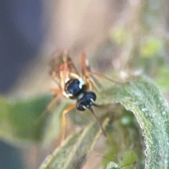 Ichneumonoidea (Superfamily) at Casey, ACT - 10 Mar 2024