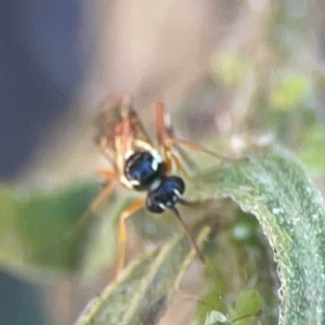 Ichneumonoidea (Superfamily) at Casey, ACT - 10 Mar 2024