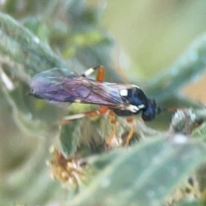 Ichneumonoidea (Superfamily) at Casey, ACT - 10 Mar 2024