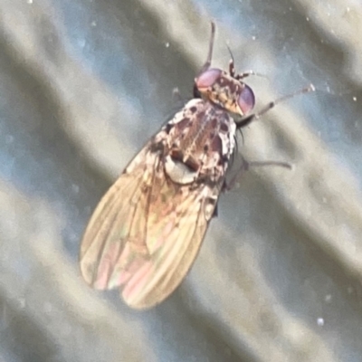 Unidentified Other true fly at Casey, ACT - 10 Mar 2024 by Hejor1