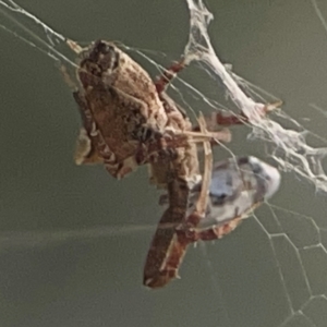 Philoponella congregabilis at Casey, ACT - 10 Mar 2024 03:59 PM