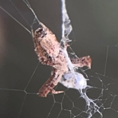 Philoponella congregabilis at Casey, ACT - 10 Mar 2024