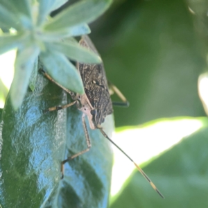 Poecilometis strigatus at Casey, ACT - 10 Mar 2024