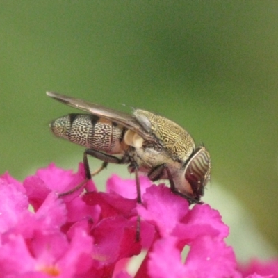 Stomorhina subapicalis (A snout fly) at ANU Banks Precinct - 6 Mar 2024 by melanoxylon