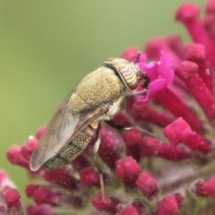 Stomorhina subapicalis at Australian National University - 6 Mar 2024