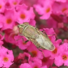 Stomorhina subapicalis at Australian National University - 6 Mar 2024