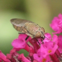 Stomorhina subapicalis at Australian National University - 6 Mar 2024