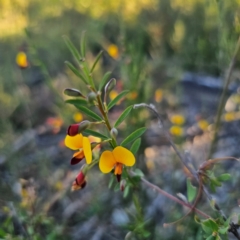 Bossiaea heterophylla (Variable Bossiaea) at Sassafras, NSW - 10 Mar 2024 by Csteele4