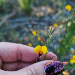 Bossiaea heterophylla at Sassafras, NSW - 10 Mar 2024 05:51 PM