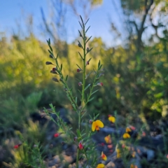 Bossiaea heterophylla at Sassafras, NSW - 10 Mar 2024