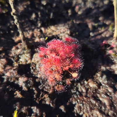 Drosera (genus) (A Sundew) at Morton National Park - 10 Mar 2024 by Csteele4