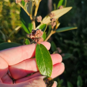 Pomaderris ferruginea at Morton National Park - 10 Mar 2024