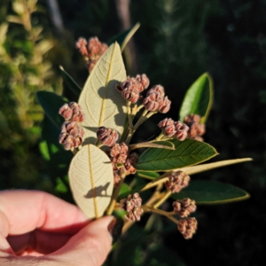 Pomaderris ferruginea at Morton National Park - 10 Mar 2024