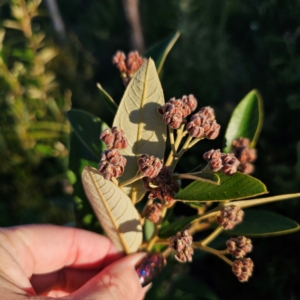 Pomaderris ferruginea at Morton National Park - 10 Mar 2024