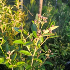 Pomaderris ferruginea at Morton National Park - 10 Mar 2024