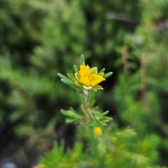 Hibbertia cistiflora subsp. cistiflora at Boolijah, NSW - 10 Mar 2024 by Csteele4