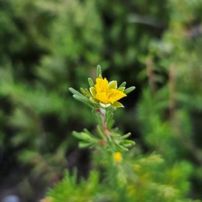 Hibbertia cistiflora subsp. cistiflora at Boolijah, NSW - 10 Mar 2024 by Csteele4