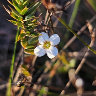 Mitrasacme polymorpha (Varied Mitrewort) at Morton National Park - 10 Mar 2024 by Csteele4