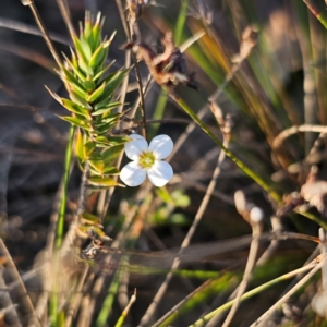 Mitrasacme polymorpha at Morton National Park - 10 Mar 2024