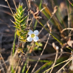 Mitrasacme polymorpha at Morton National Park - 10 Mar 2024