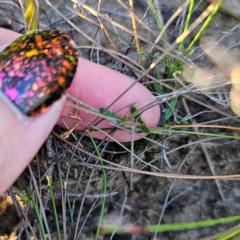 Mitrasacme polymorpha at Morton National Park - 10 Mar 2024